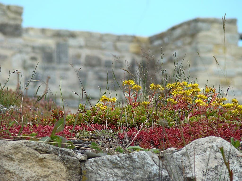 Sedum-Arten in Blüte auf Mauerkrone