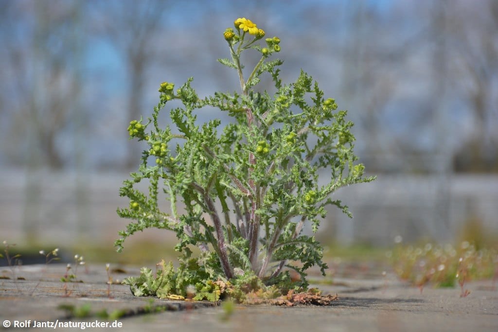 Frühlings-Greiskraut mit gelben Blüten auf Betonboden