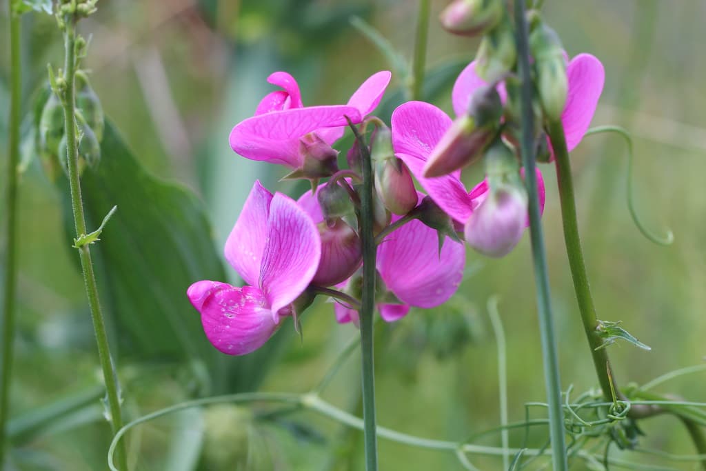 Duftende Platterbse mit violetten Blüten