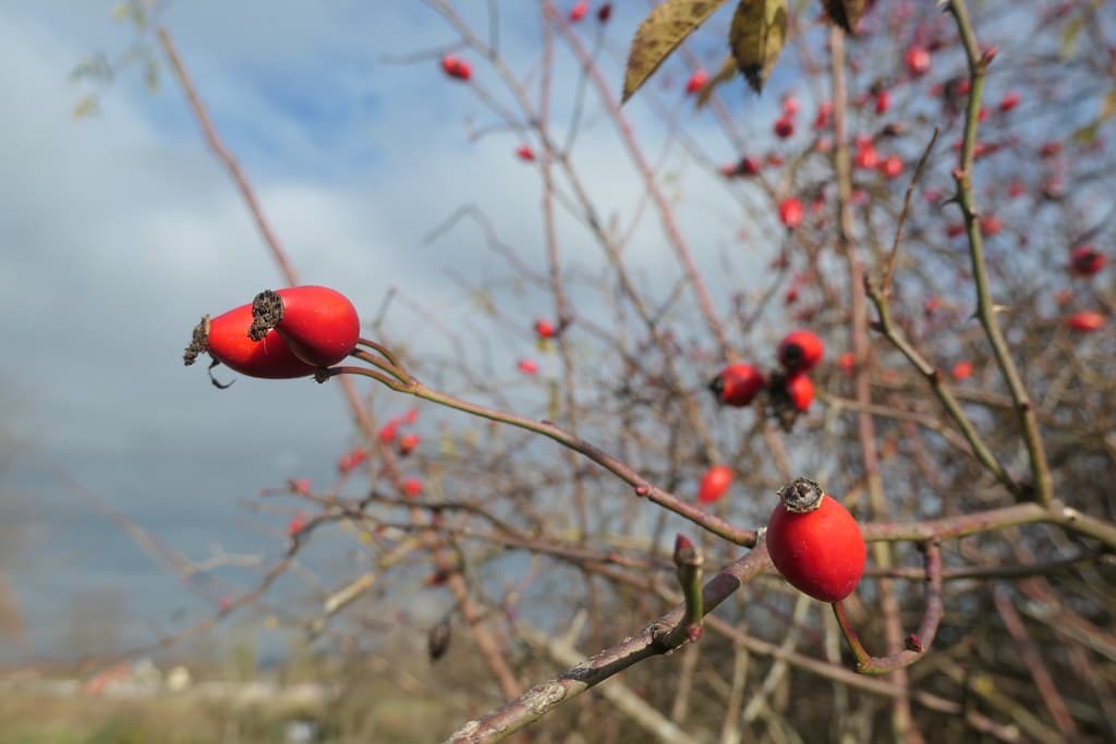 Weinrose Frucht