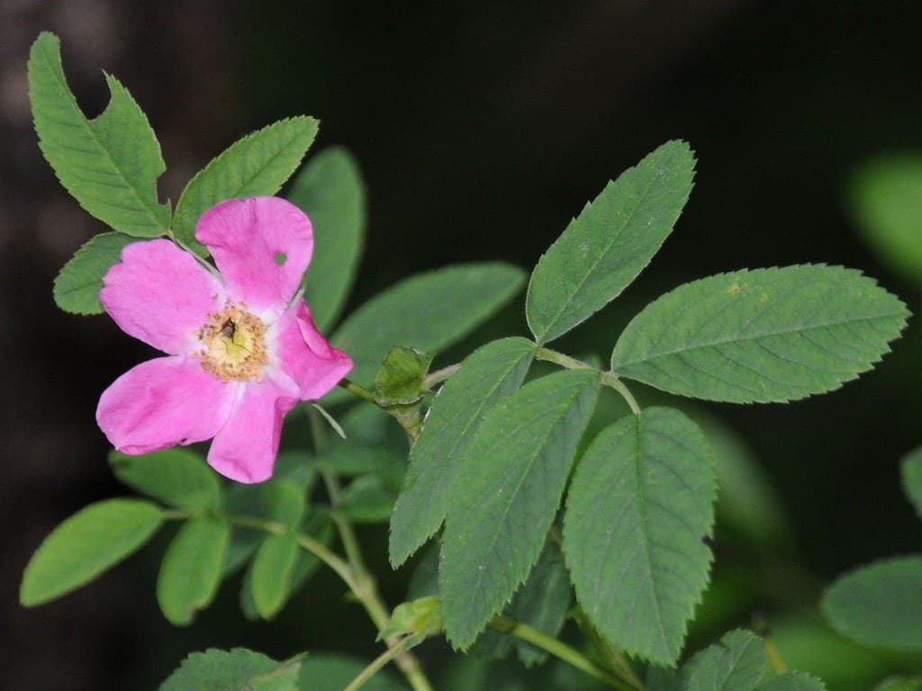 Zimt-Rose mit rosa Blüte und grünem Laub