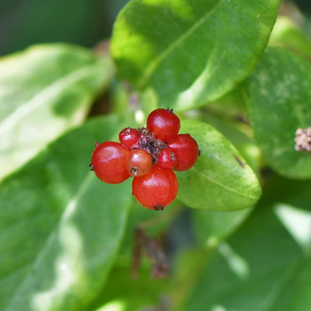 Wald Geissblatt Frucht
