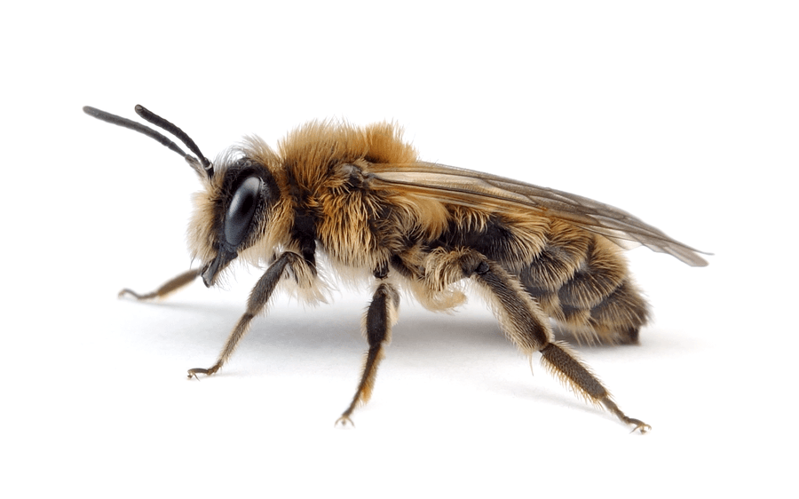 Andrena Praecox