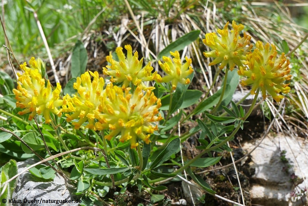 Gewöhnlicher Wundklee in voller Blüte