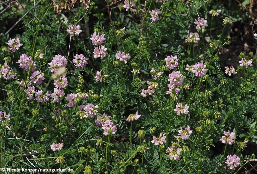 Bunte Kronwicke in voller Blüte