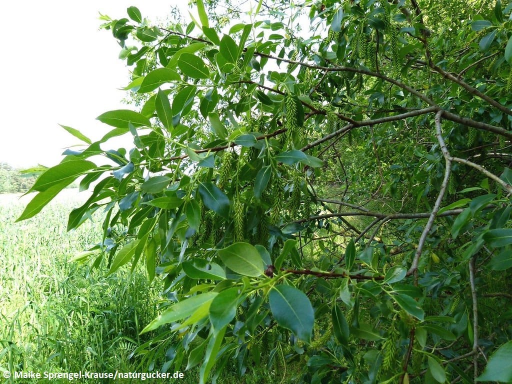 Lorbeerweide mit glänzenden Blättern im Sommerhabitat