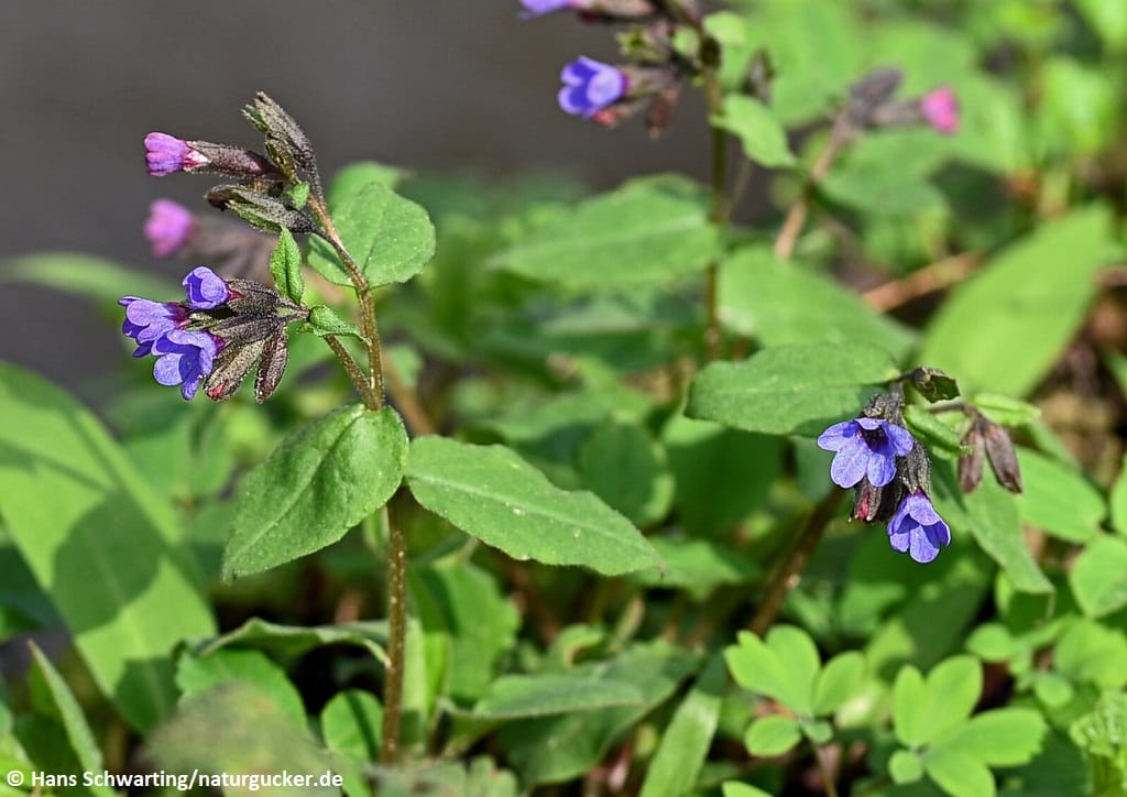 Dunkles Lungenkraut mit violetten Blüten