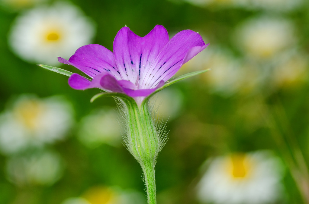 Agrostemma Githago