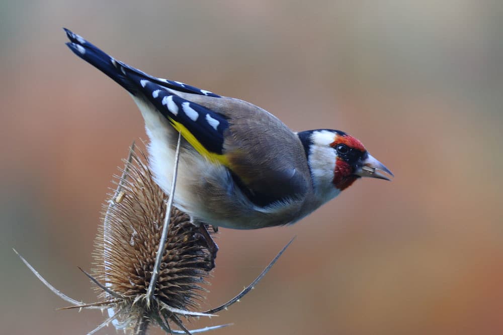 Wilde Karde Frucht
