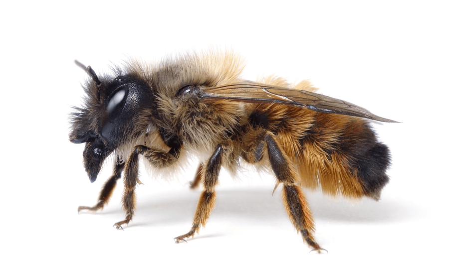 Osmia Bicornis