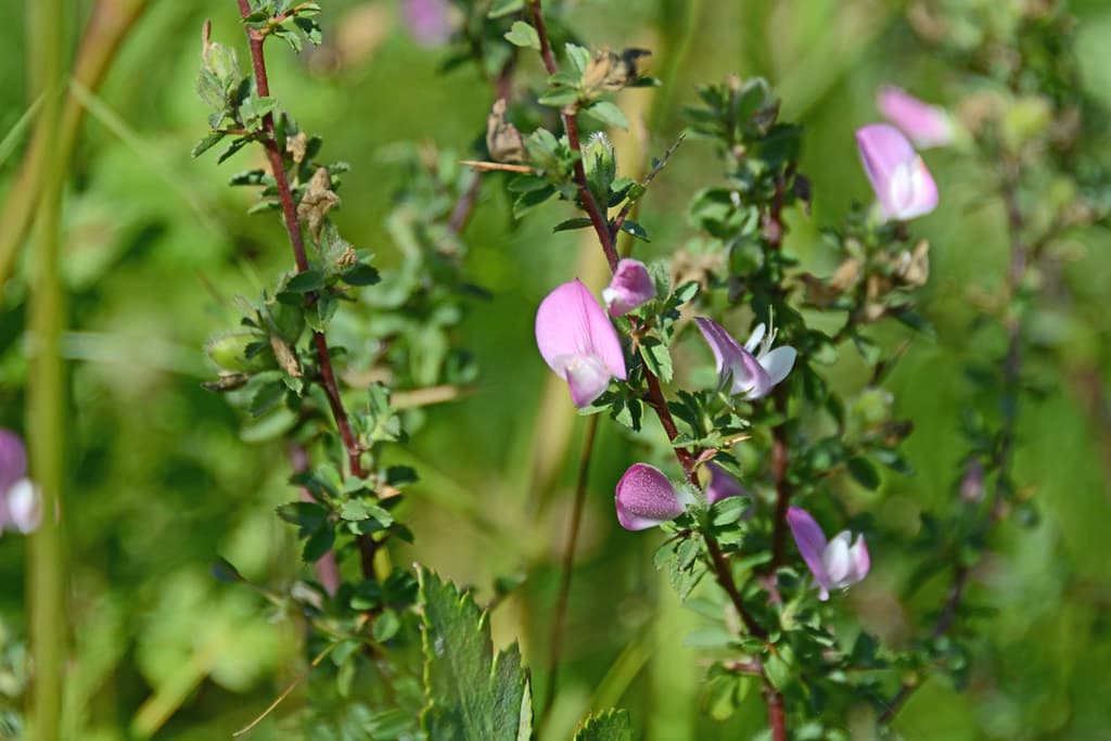 Dornige Hauhechel mit violetten Blüten