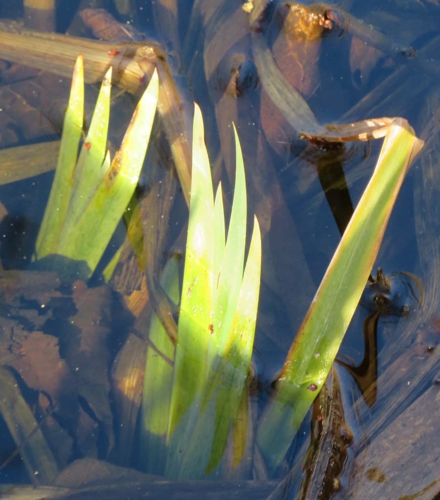 Sumpf Schwertlilie Blatt