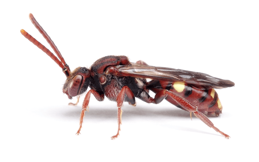Nomada Panzeri