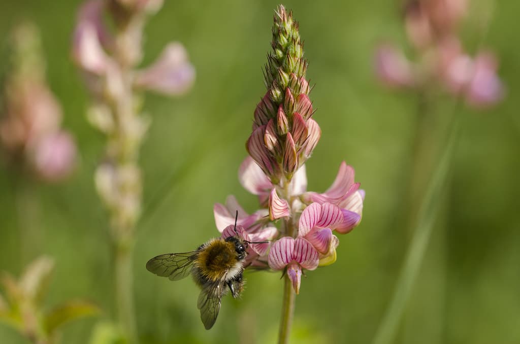 Hummel besucht Sand-Esparsette in Blüte