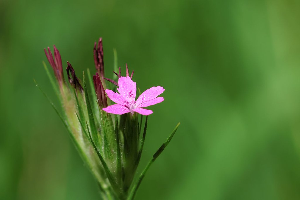 Dianthus Armeria