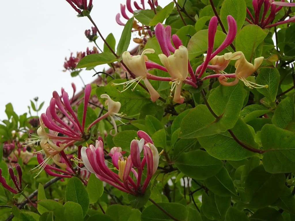 Gartengeißblatt mit rosa-weißen Blüten