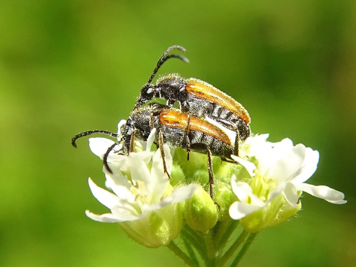 Kleiner Halsbock bei Blütenbesuch auf weißer Blüte