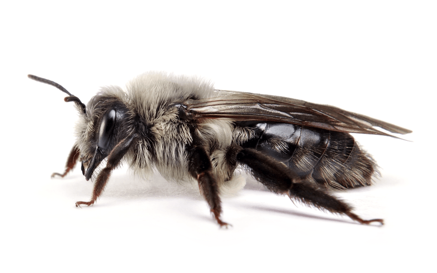 Andrena Vaga