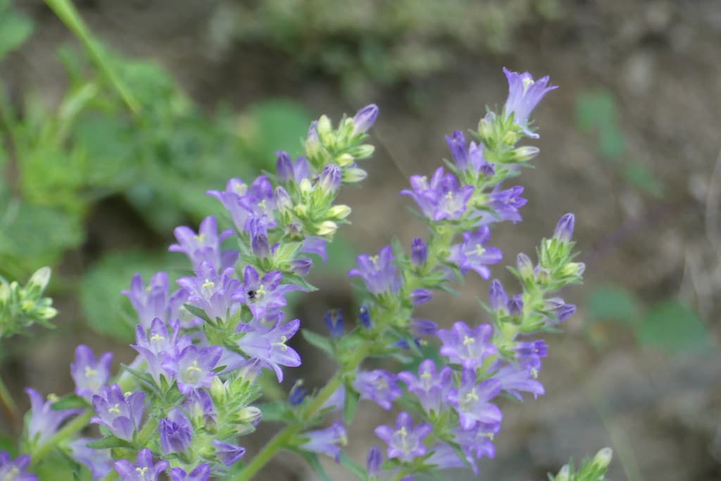 Aehrige Glockenblume Bluete