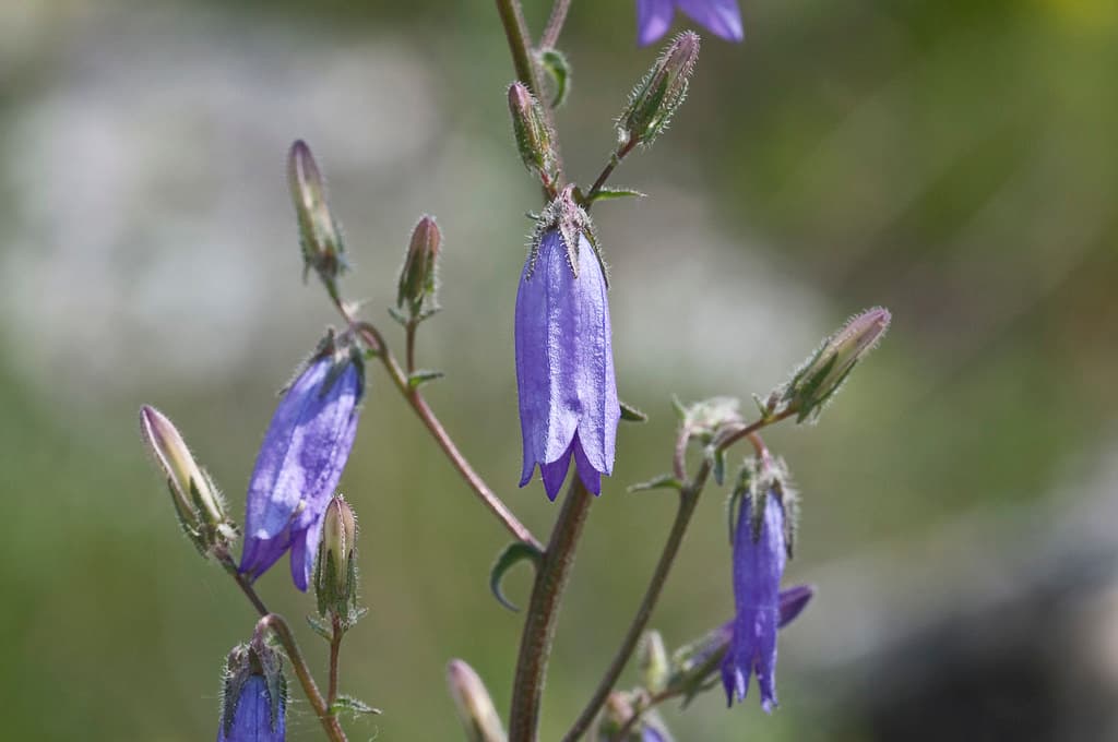 Sibirische Glockenblume in Blüte mit Knospen