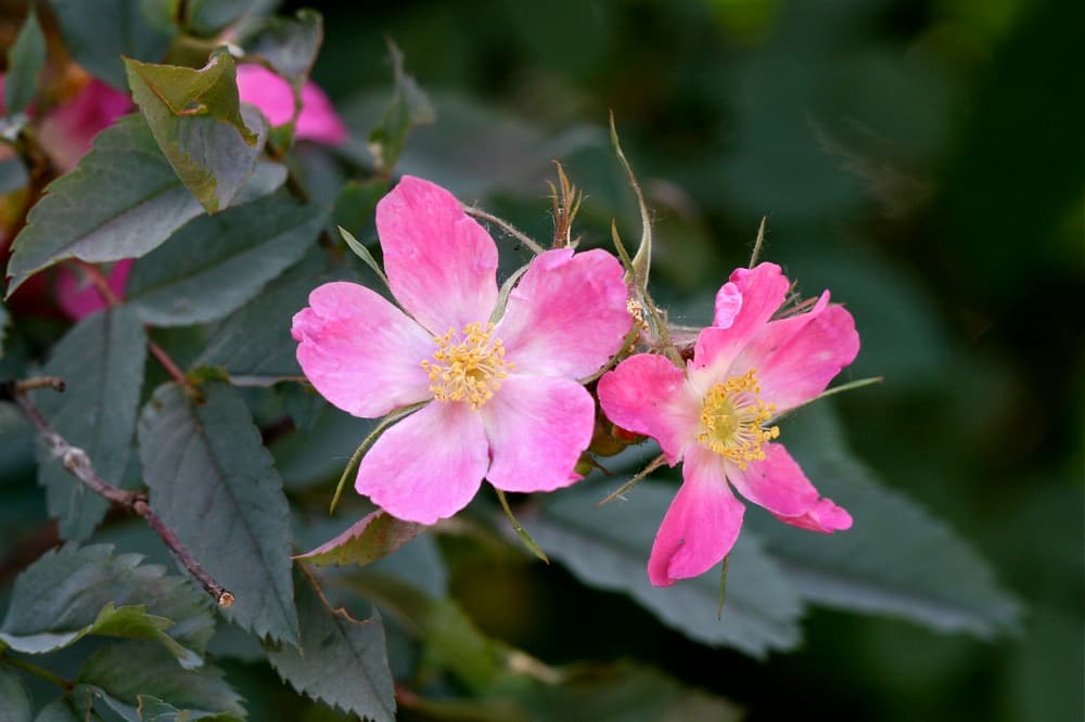 Hecht Rose Bluete