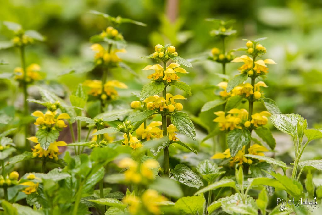 Goldnessel in voller Blüte mit Tautropfen