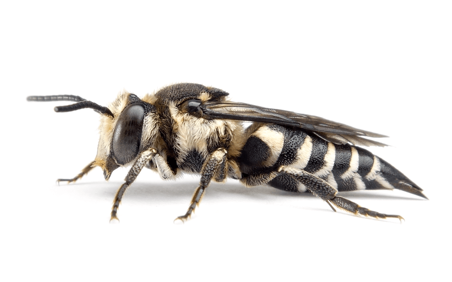 Coelioxys Conoidea