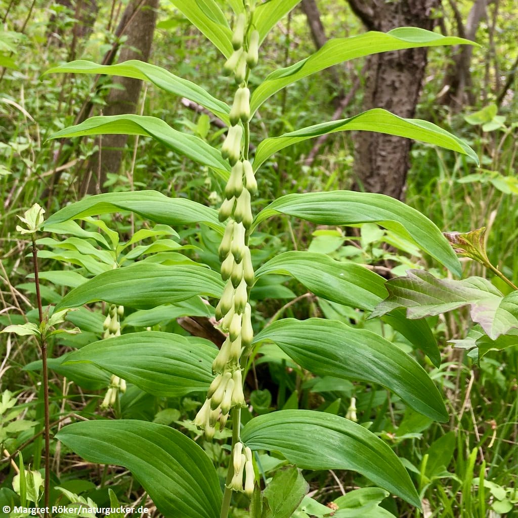 Vielblütige Weißwurz mit weißen Blüten am Stengel