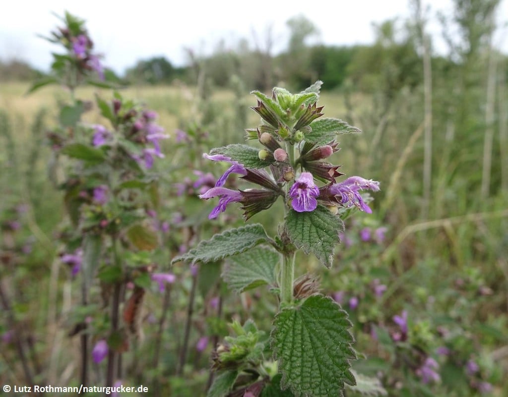 Schwarznessel mit violetten Blüten im Bestand