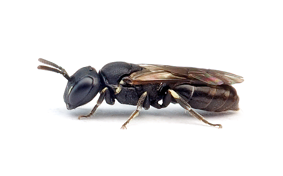 Hylaeus brevicornis