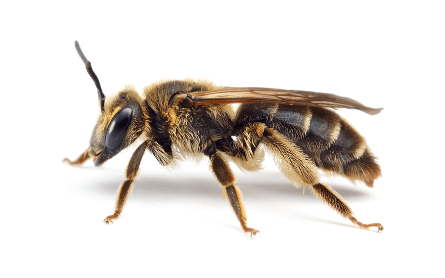 Andrena Labialis