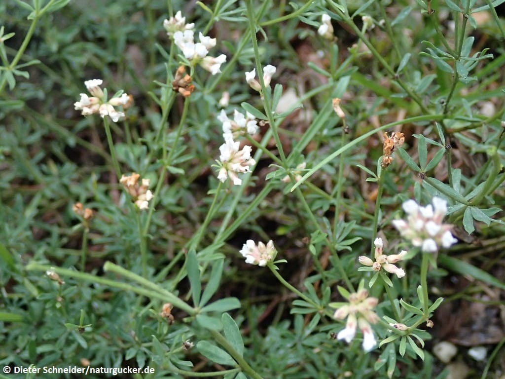 Deutscher Backenklee mit weißen Blüten