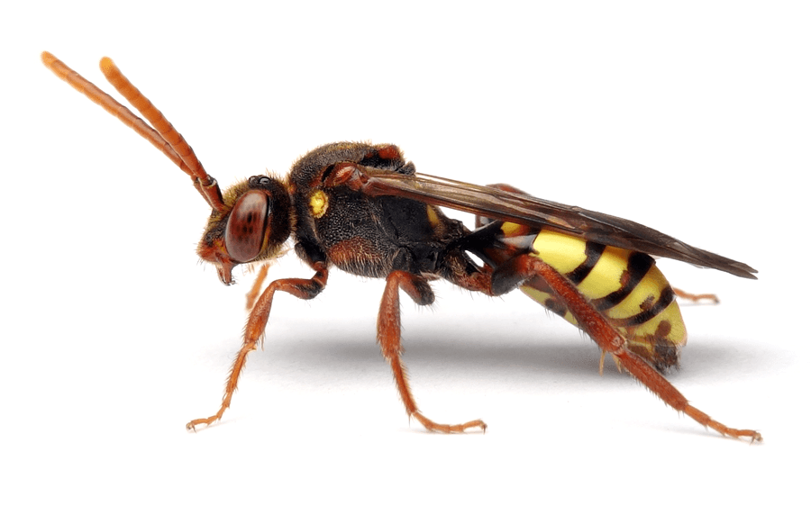 Nomada Signata