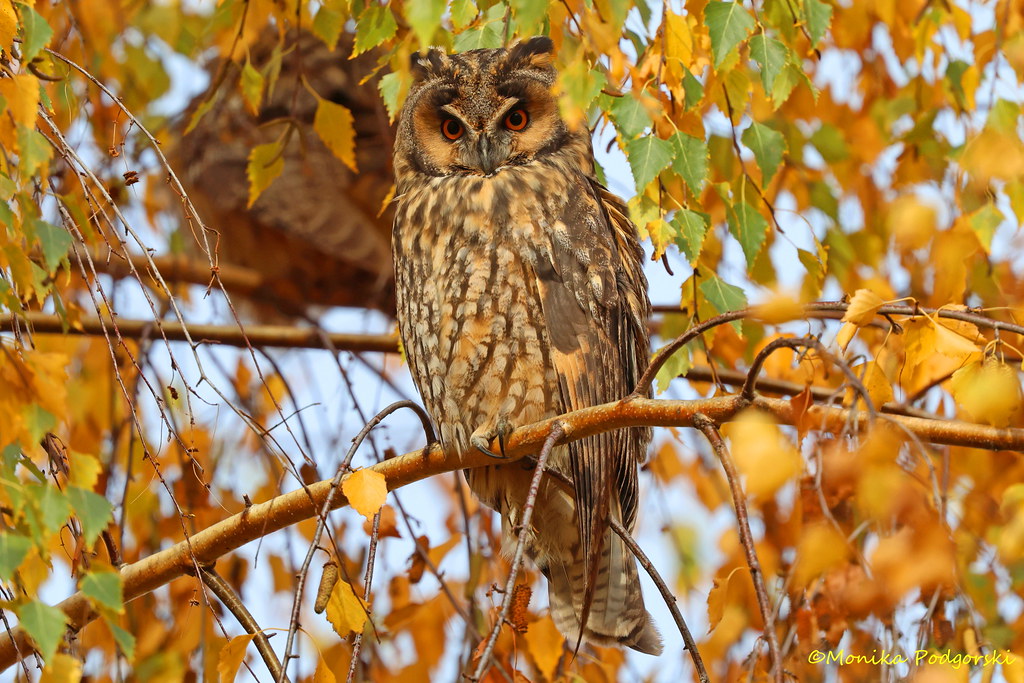 Waldohreule (Asio otus)