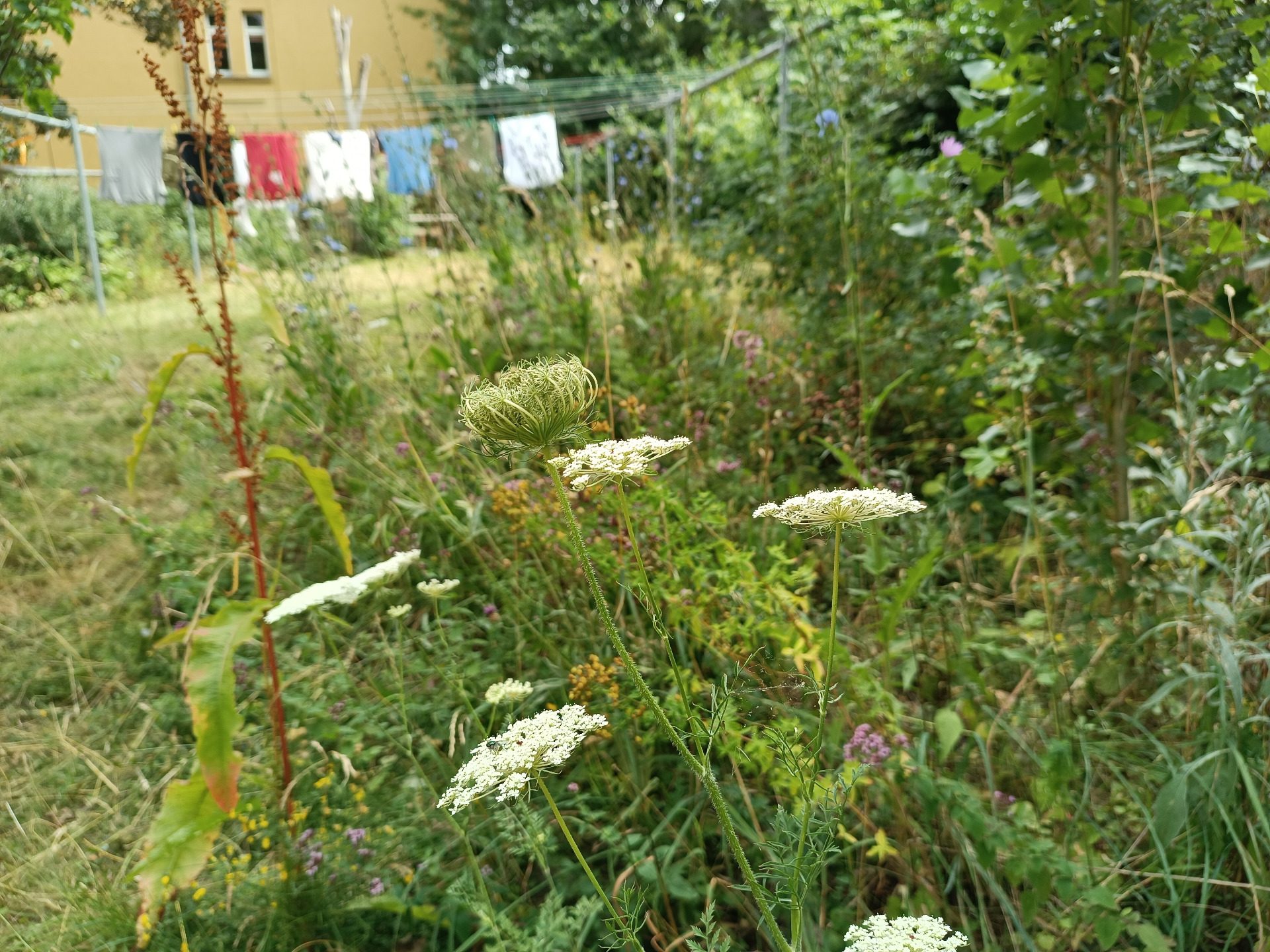 Hinterhof