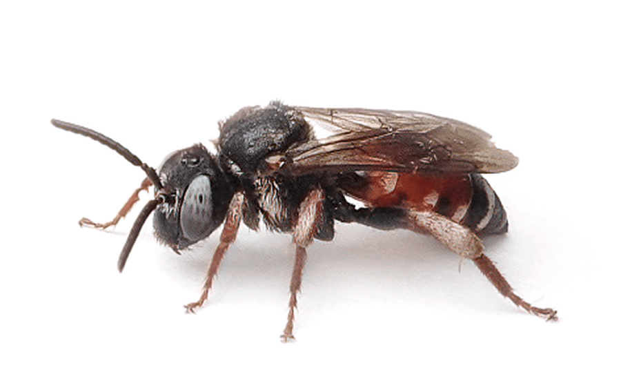 Epeoloides Coecutiens