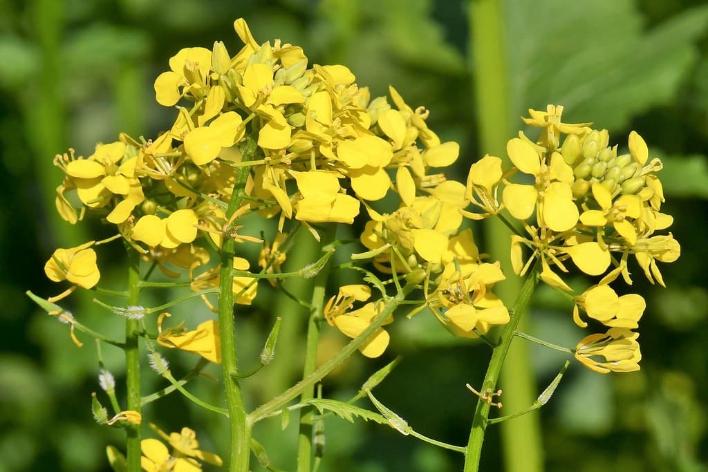 Weißer Senf in voller Blüte mit Insektenbesuch