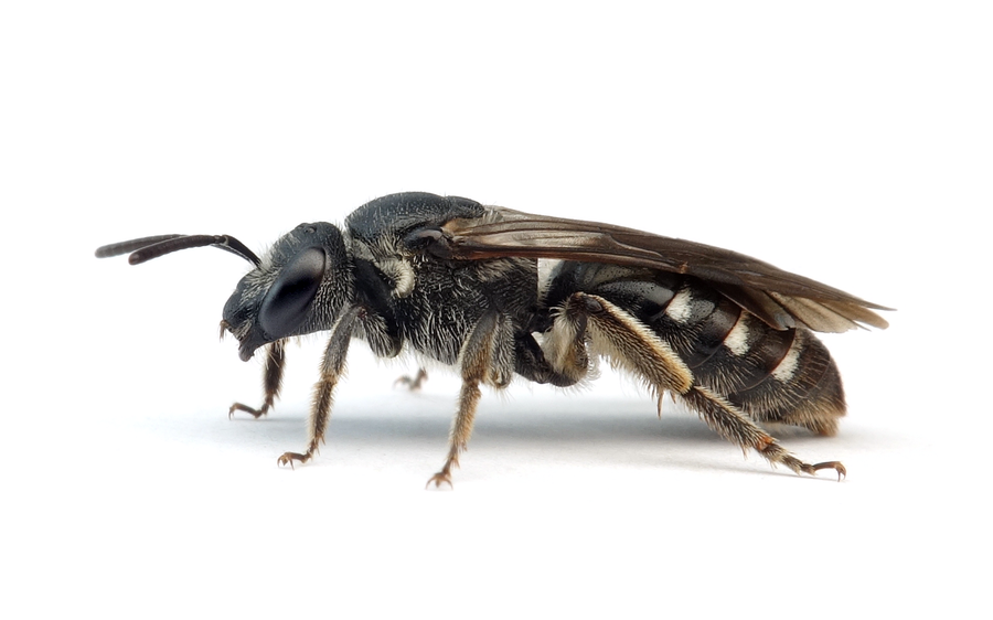 Lasioglossum costulatum