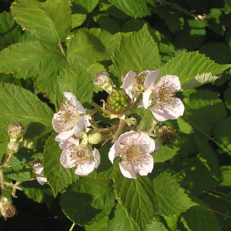 Wilde Brombeere mit weißen Blüten