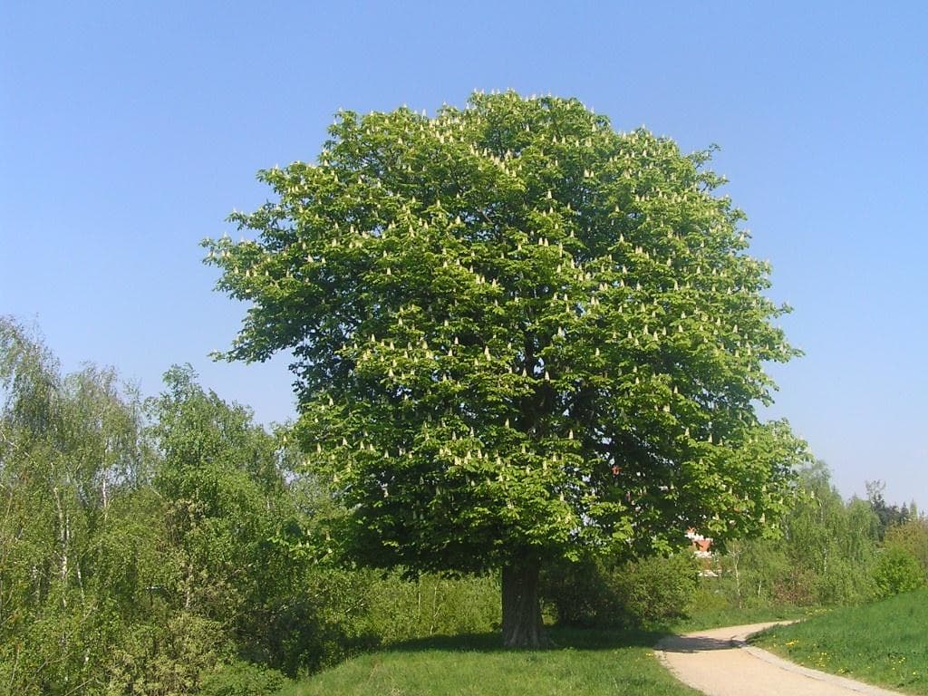 Gewöhnliche Rosskastanie im Frühling an Landweg
