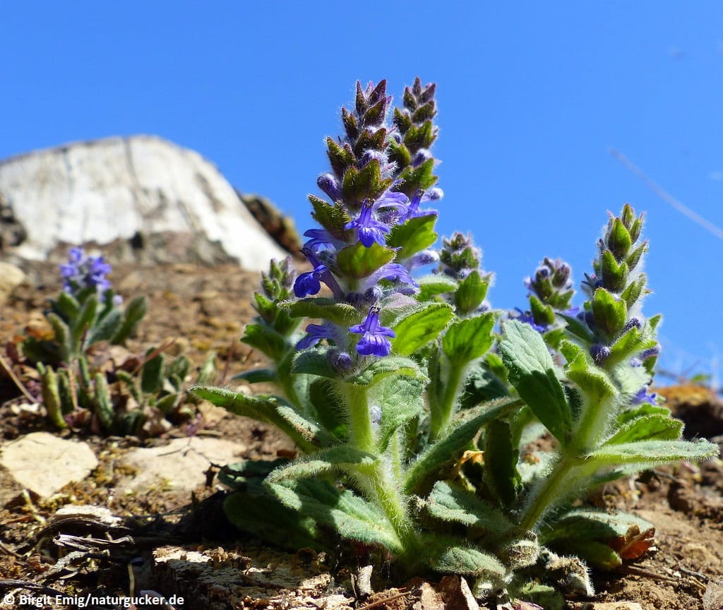 Genfer Günsel mit violetten Blüten in alpinem Habitat
