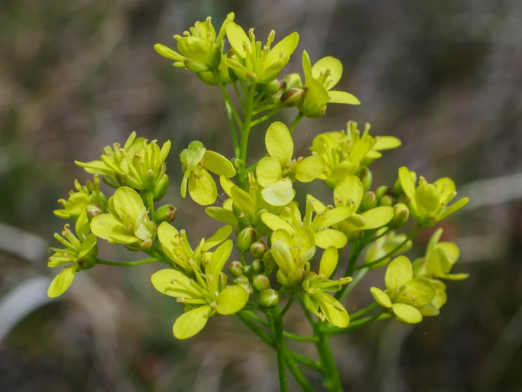 Glatt-Brillenschötchen in voller Blüte mit gelben Blüten