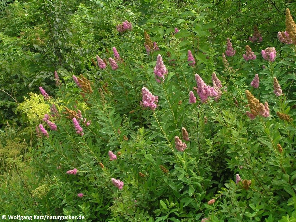 Weidenblättriger Spierstrauch in voller Blüte