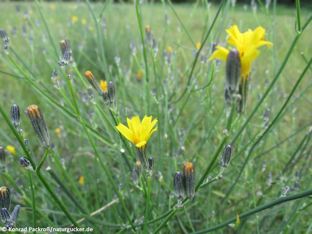 Großer Knorpellattich mit gelben Blüten