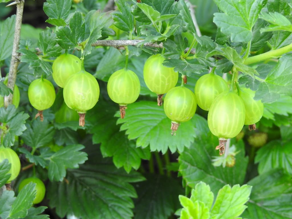 Stachelbeeren: Grüne Früchte am Strauch