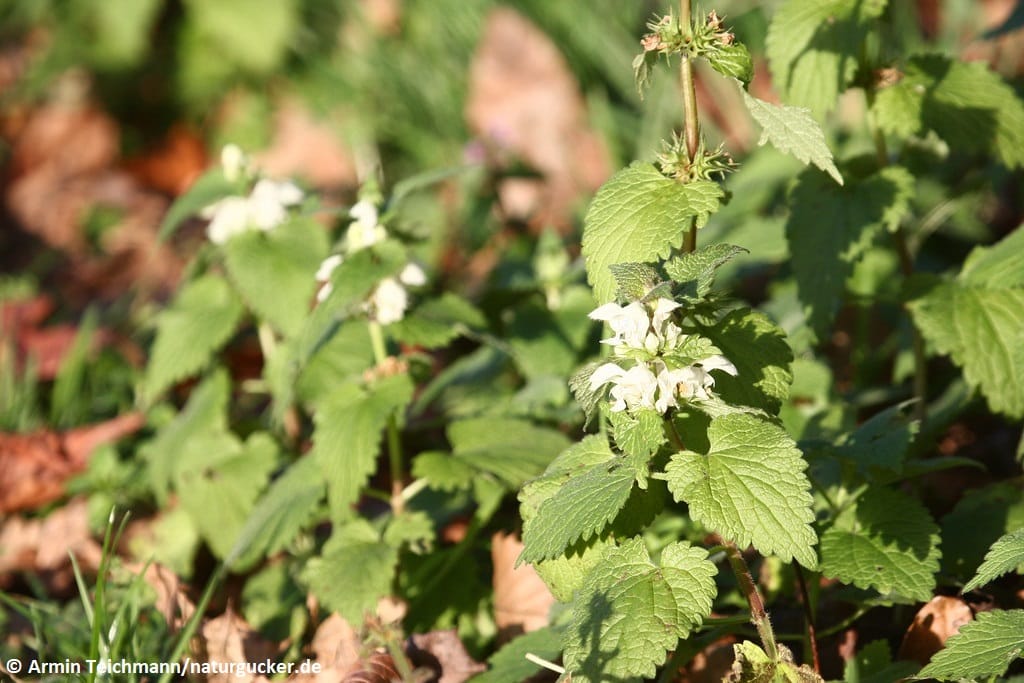 Weiße Taubnessel mit weißen Blüten