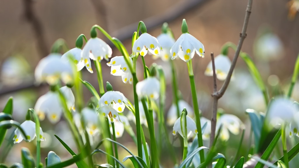 Leucojum Vernum