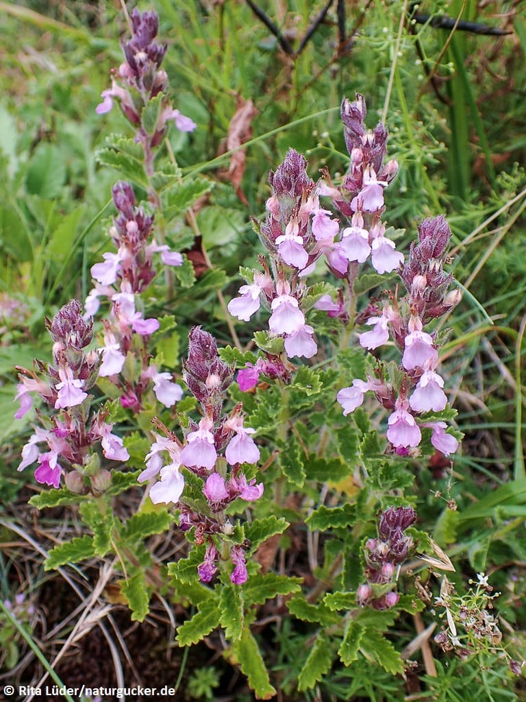 Edelgamander mit violetten Blüten in voller Blüte