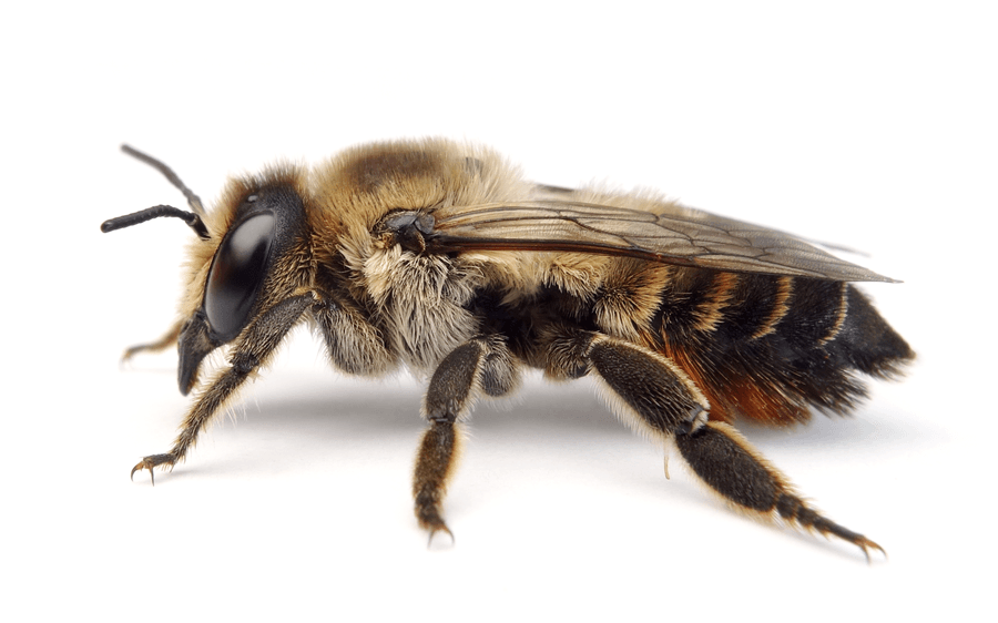Megachile Lagopoda