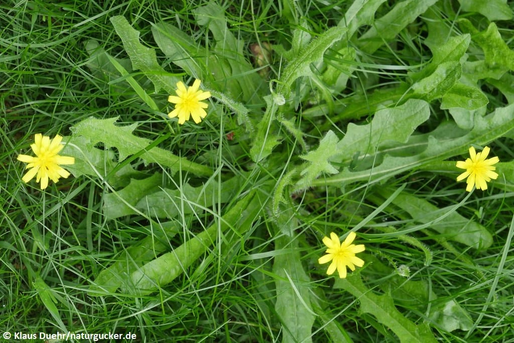 Herbstlöwenzahn in Blüte im grünen Gras